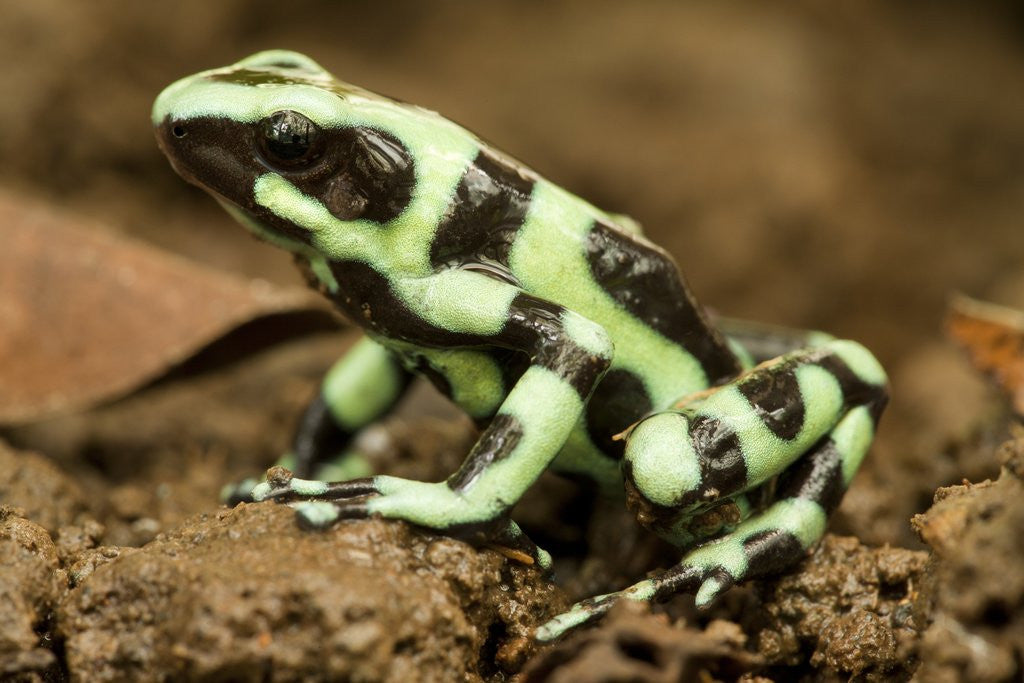 Detail of Poison Dart Frog, Costa Rica by Corbis