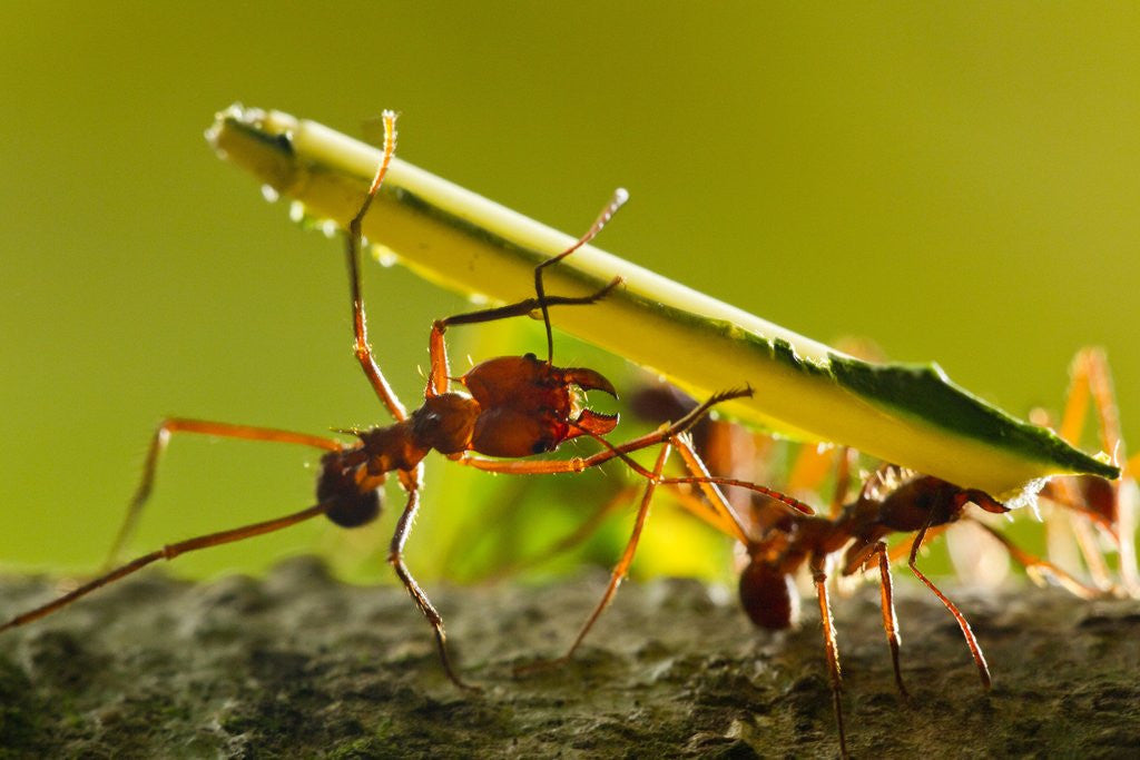 Detail of Leafcutter Ants, Costa Rica by Anonymous