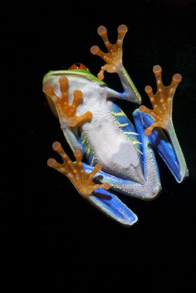 Detail of Red Eyed Tree Frog, Costa Rica by Anonymous