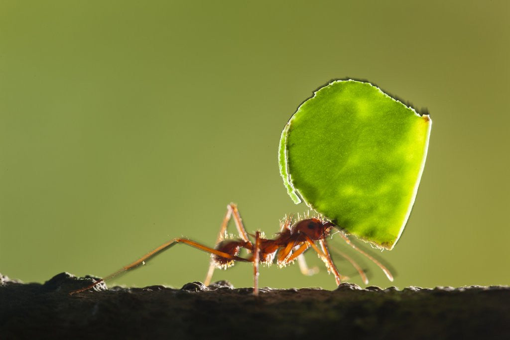Detail of Leafcutter Ant, Costa Rica by Corbis