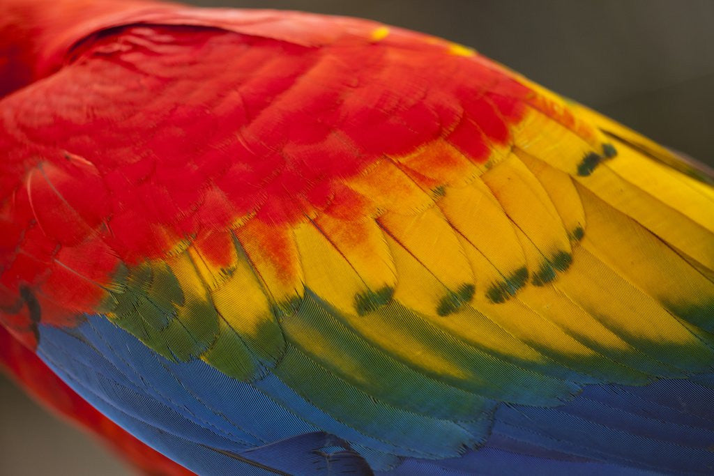 Scarlet Macaw, Costa Rica by Corbis