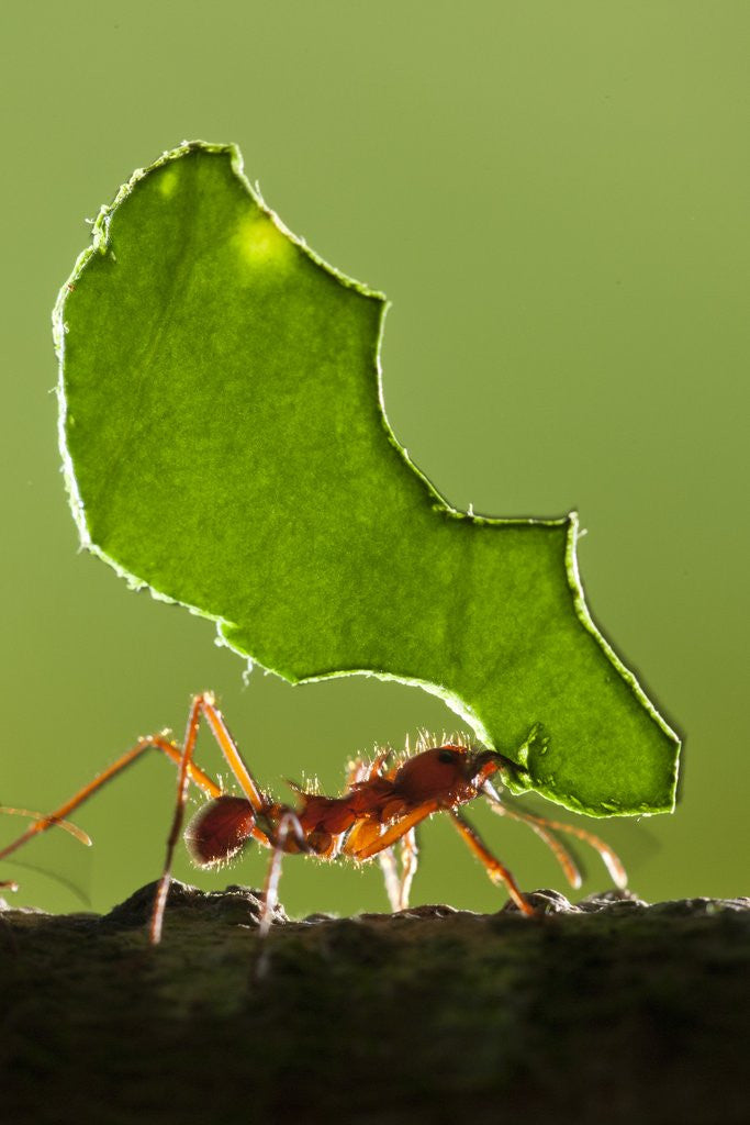 Detail of Leafcutter Ant, Costa Rica by Anonymous