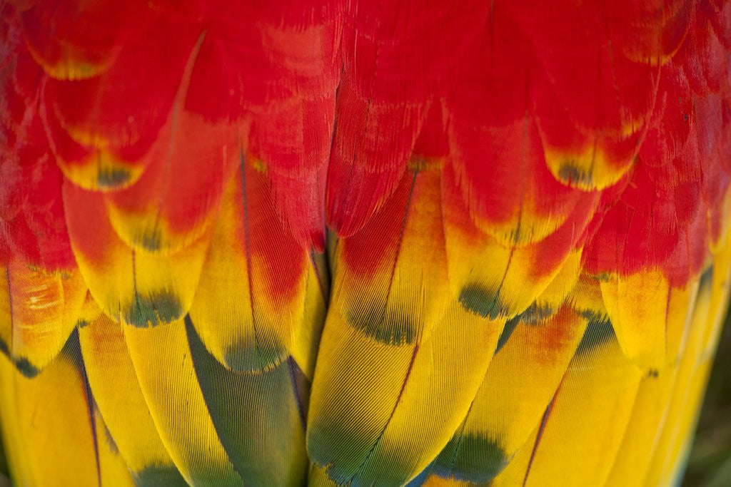 Detail of Scarlet Macaw, Costa Rica by Anonymous