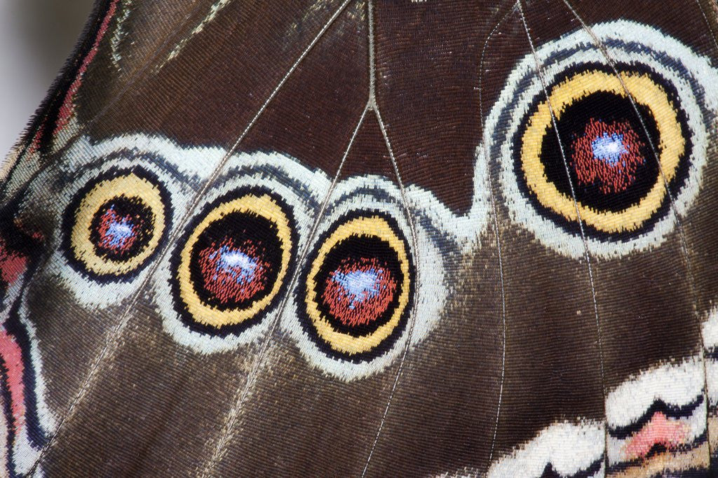 Detail of Blue Morpho Butterfly, Costa Rica by Anonymous