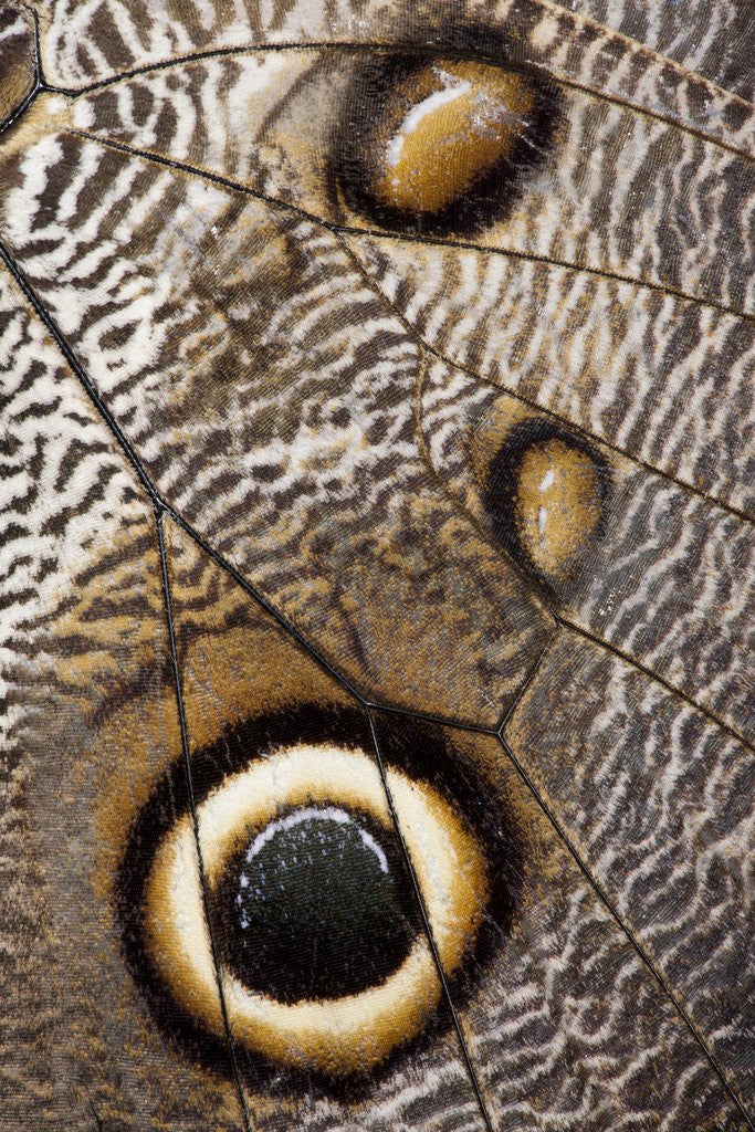 Detail of Owl Butterfly, Costa Rica by Anonymous