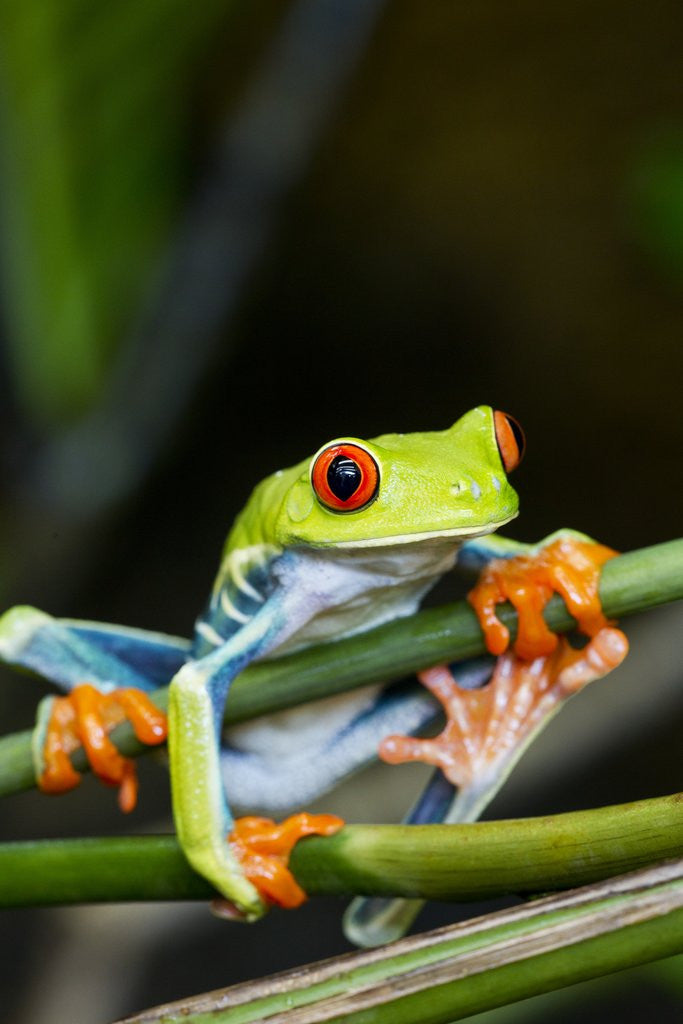 Detail of Red Eyed Tree Frog, Costa Rica by Anonymous