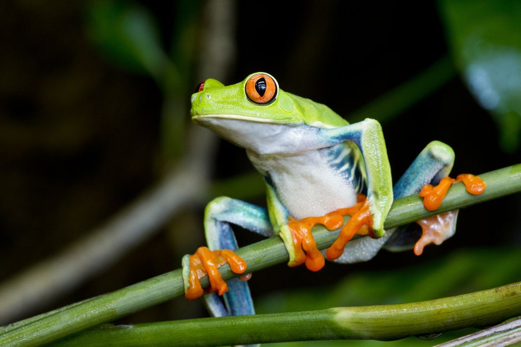 Detail of Red Eyed Tree Frog, Costa Rica by Anonymous