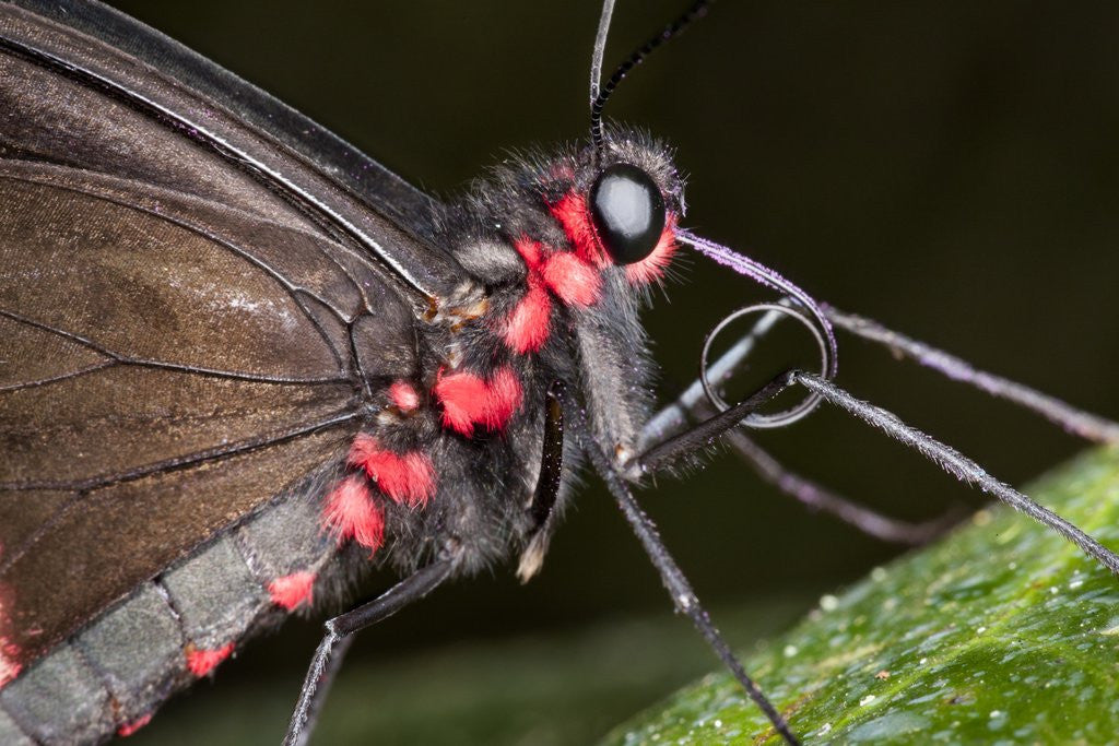Detail of Green-Celled Cattleheart Butterfly, Costa Rica by Anonymous