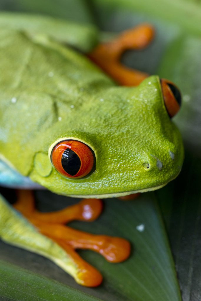 Detail of Red Eyed Tree Frog, Costa Rica by Corbis