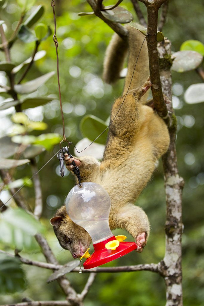 Detail of Olingo, Costa Rica by Anonymous