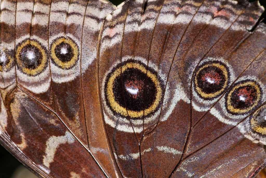 Detail of Blue Morpho Butterfly, Costa Rica by Anonymous