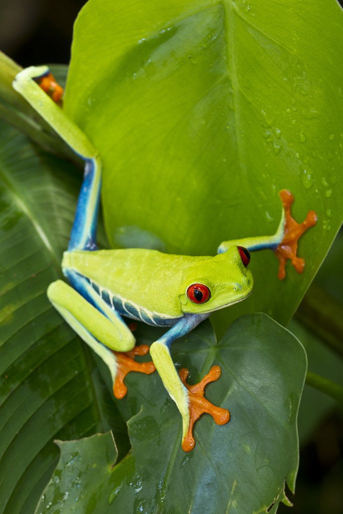 Detail of Red Eyed Tree Frog, Costa Rica by Anonymous