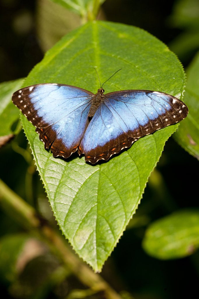 Detail of Blue Morpho Butterfly, Costa Rica by Anonymous