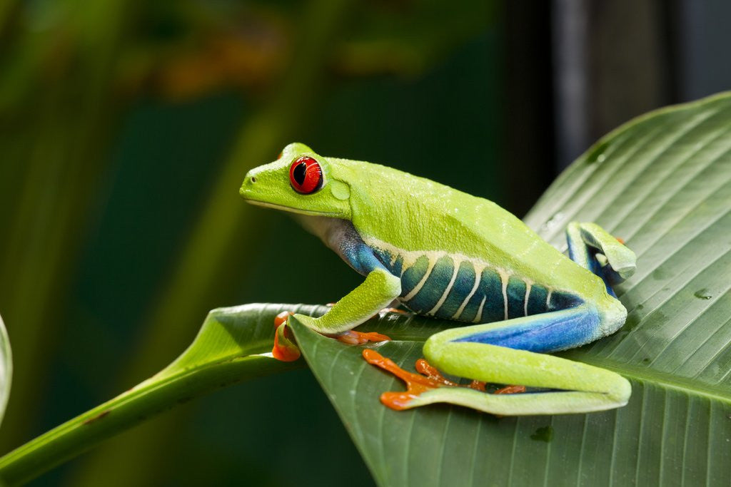 Detail of Red Eyed Tree Frog, Costa Rica by Corbis