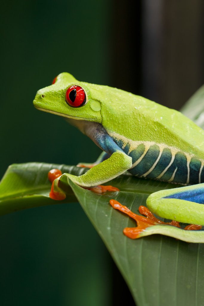 Detail of Red Eyed Tree Frog, Costa Rica by Anonymous