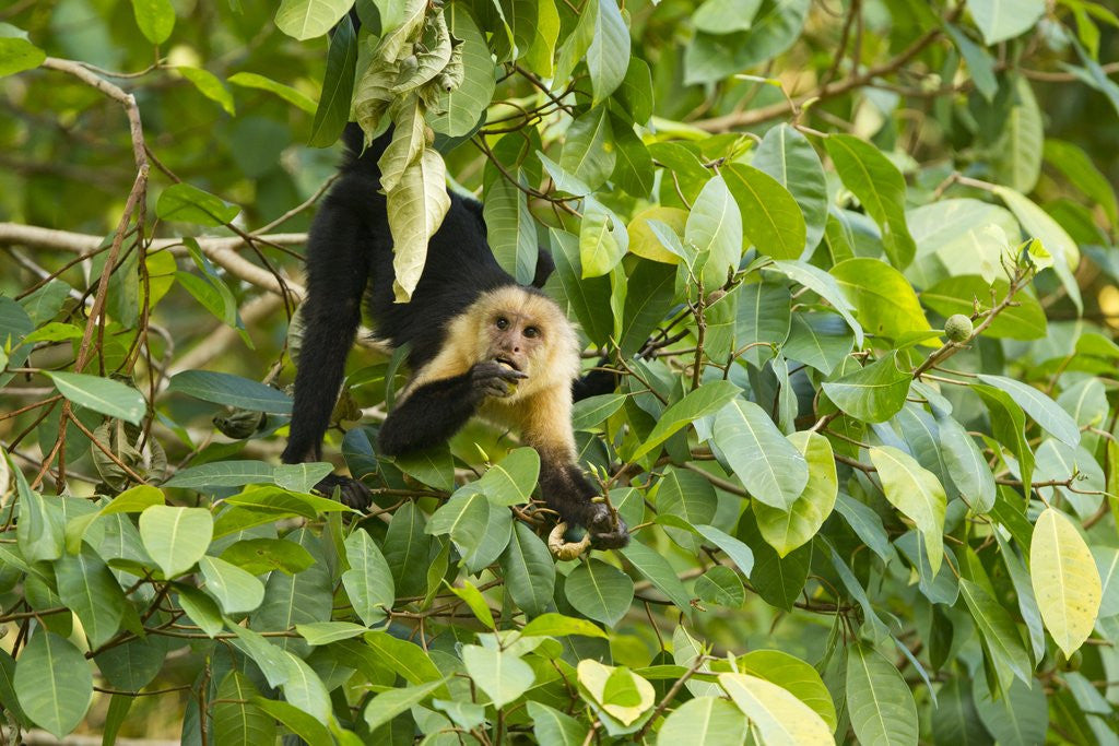 Detail of White-Faced Capuchin , Costa Rica by Anonymous