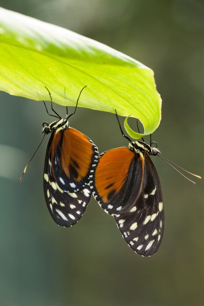 Detail of Tiger Longwing Butterfly, Costa Rica by Anonymous