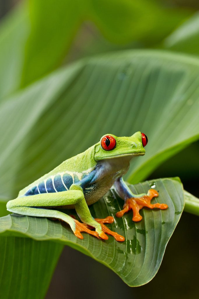 Detail of Red Eyed Tree Frog, Costa Rica by Anonymous