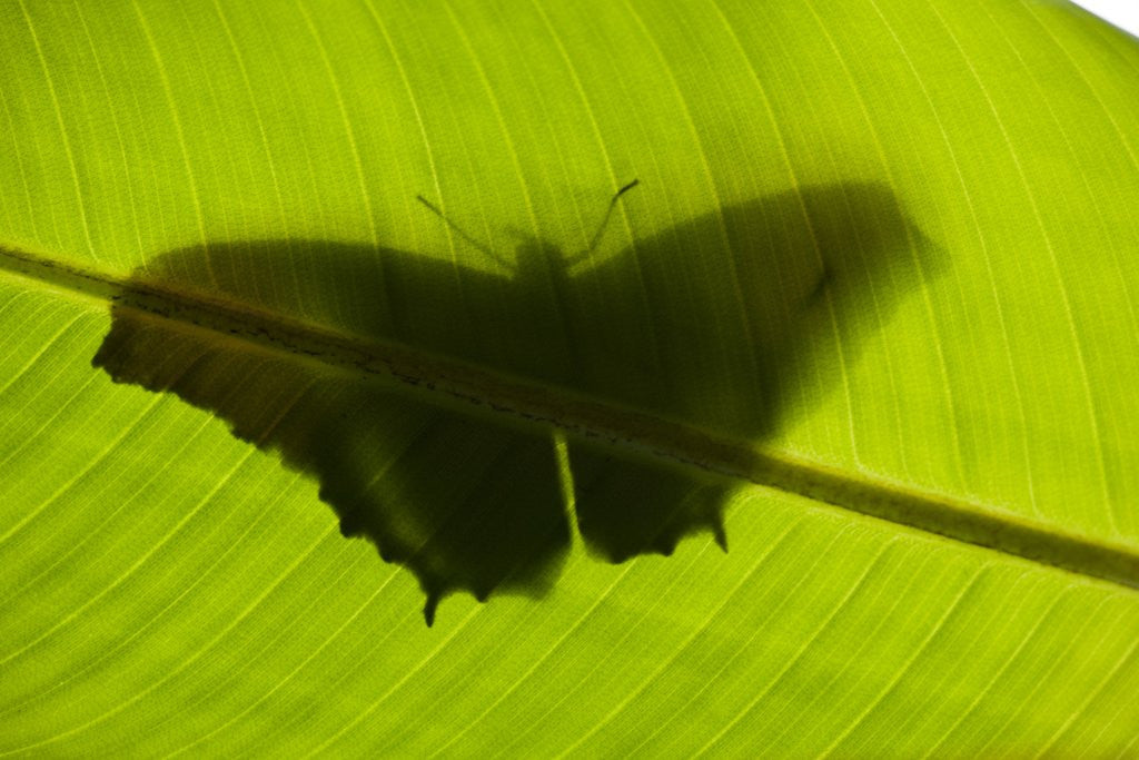 Detail of Butterfly, Costa Rica by Anonymous