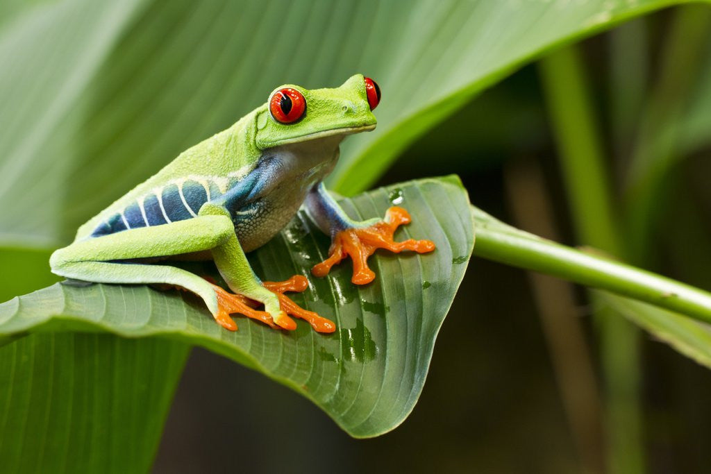 Detail of Red Eyed Tree Frog, Costa Rica by Anonymous