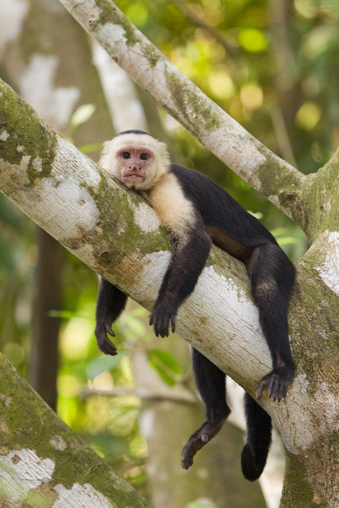 Detail of White-Faced Capuchin , Costa Rica by Anonymous
