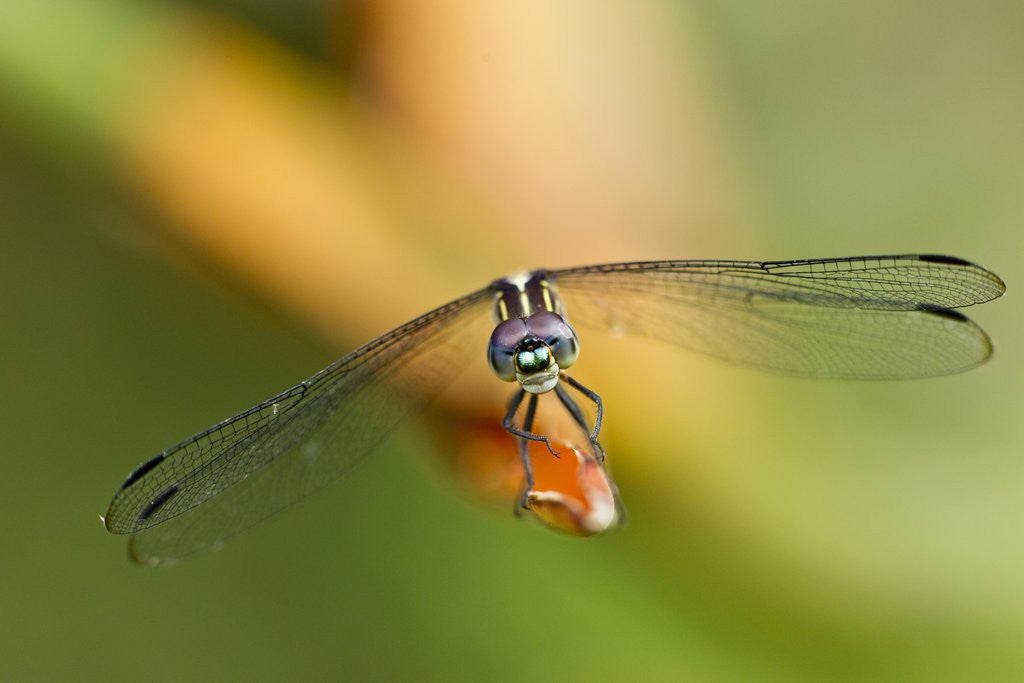 Detail of Dragonfly, Osa Peninsula, Costa Rica by Corbis