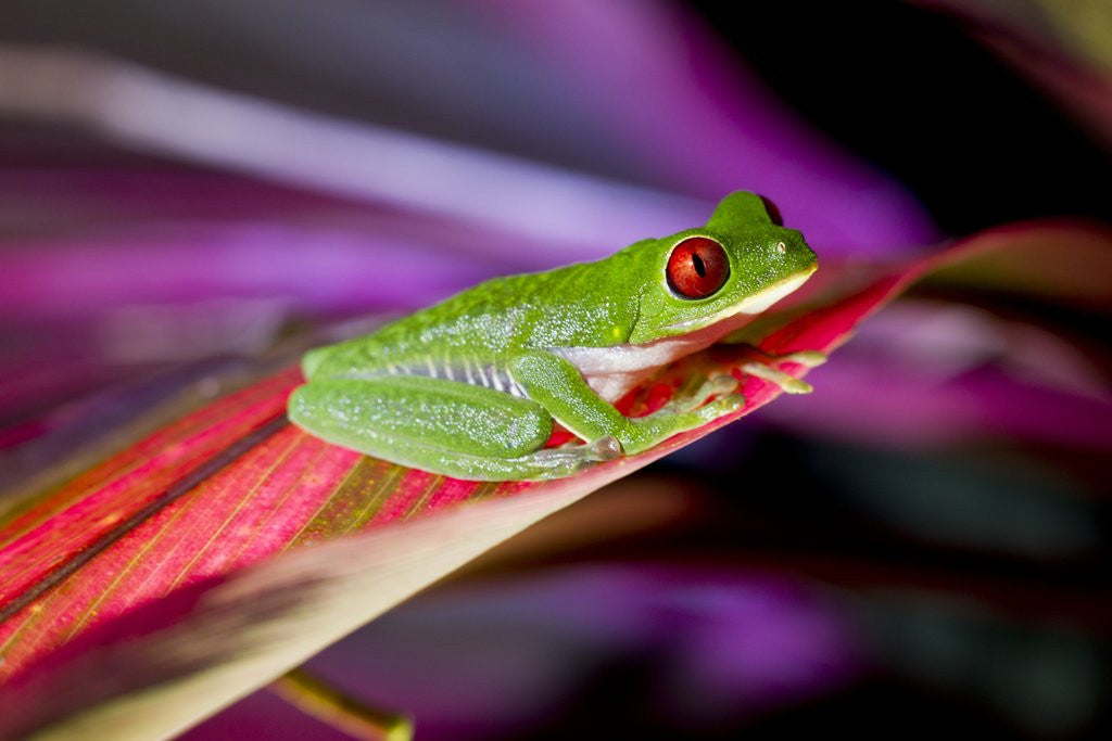 Detail of Red Eyed Tree Frog, Costa Rica by Anonymous