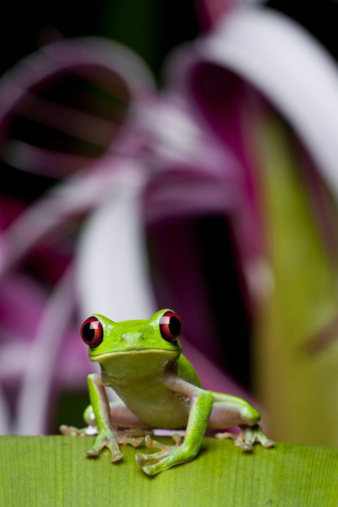 Detail of Red Eyed Tree Frog, Costa Rica by Anonymous