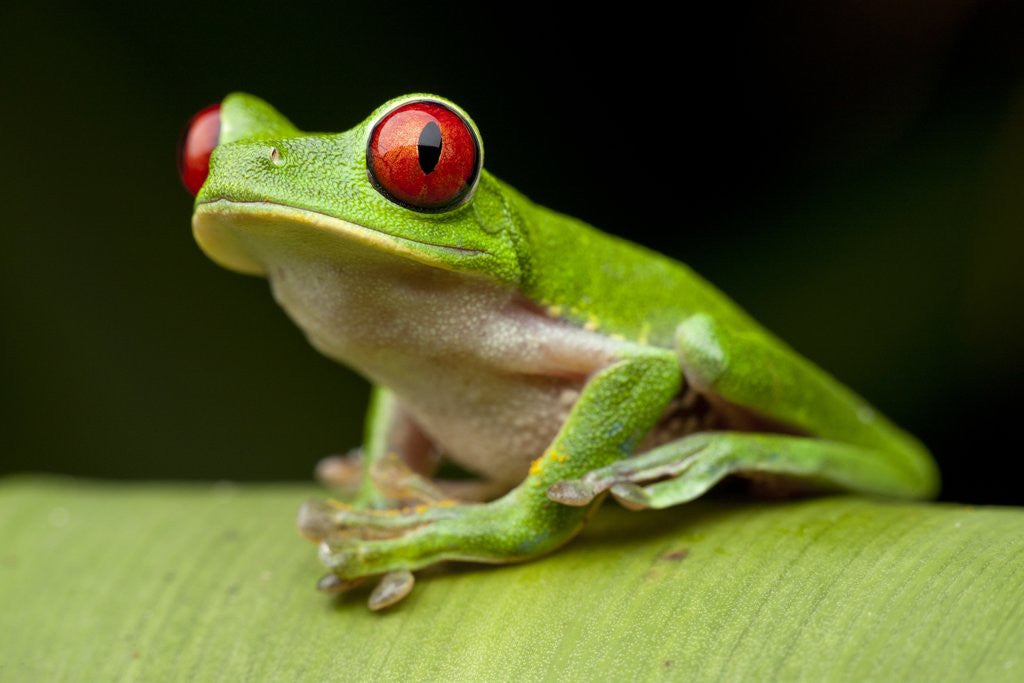 Detail of Red Eyed Tree Frog, Costa Rica by Anonymous
