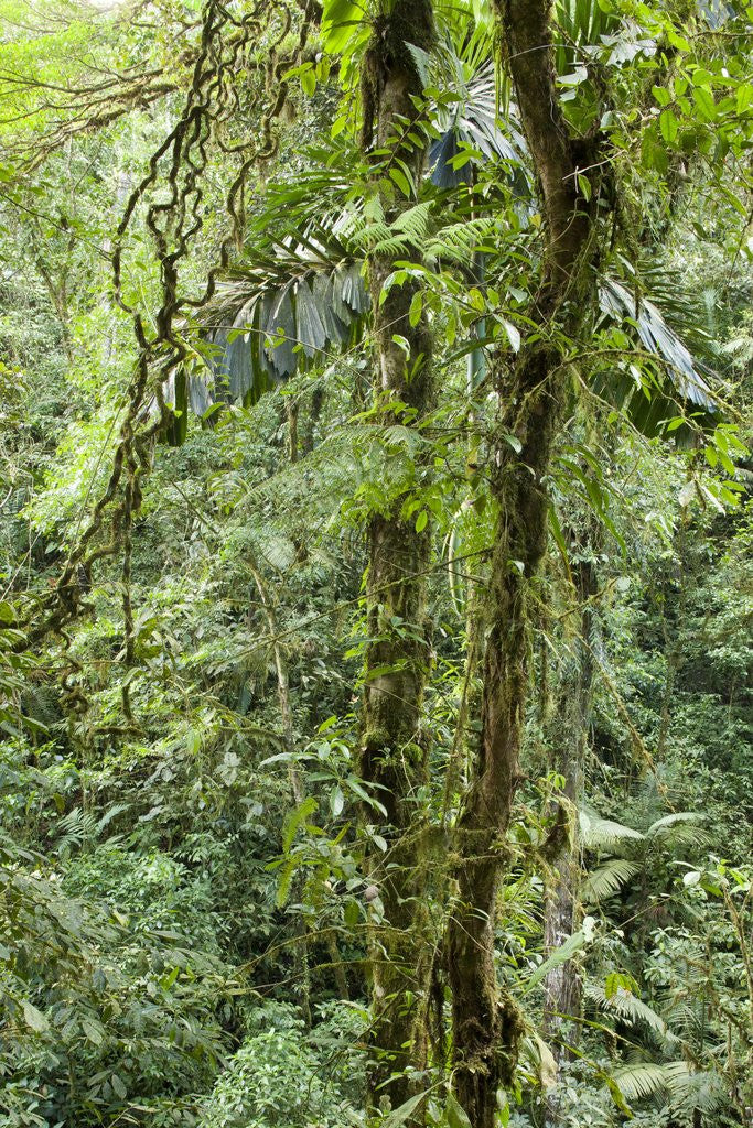 Detail of Rainforest, Costa Rica by Anonymous