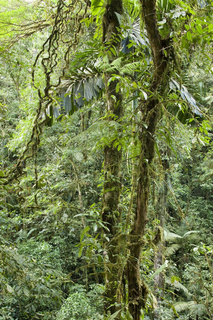 Detail of Rainforest, Costa Rica by Corbis