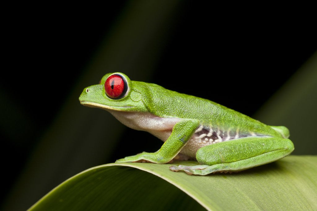 Detail of Red Eyed Tree Frog, Costa Rica by Anonymous