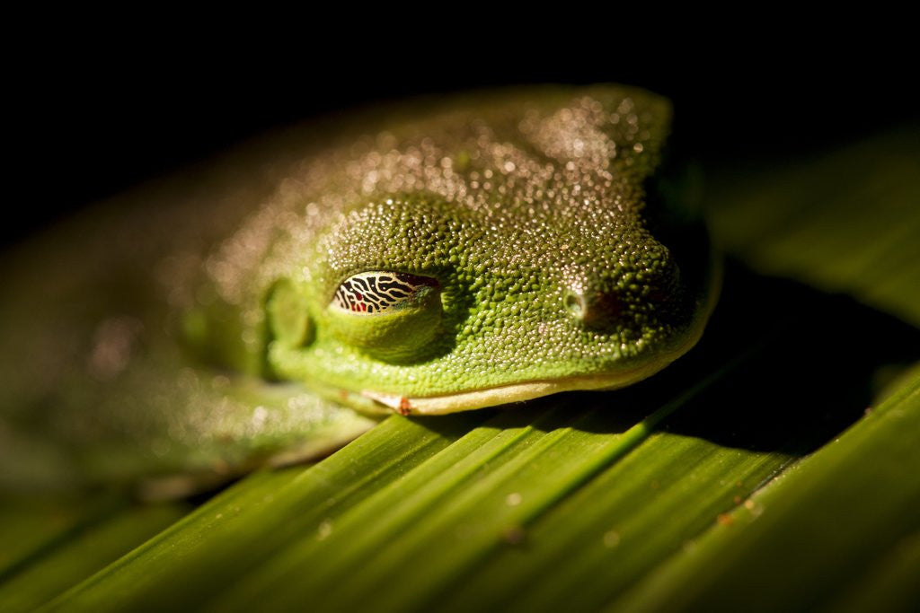 Detail of Red Eyed Tree Frog, Costa Rica by Anonymous