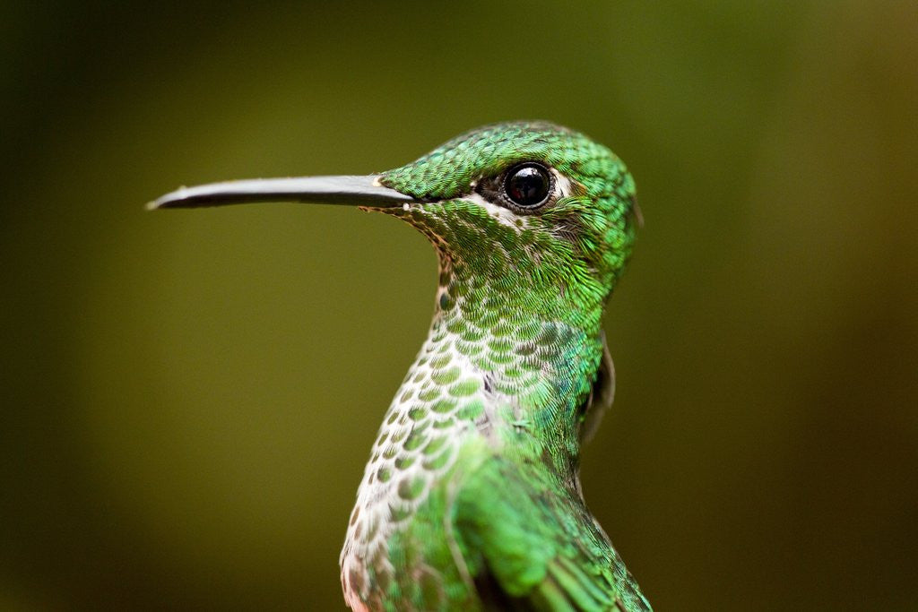 Detail of Hummingbird, Costa Rica by Anonymous