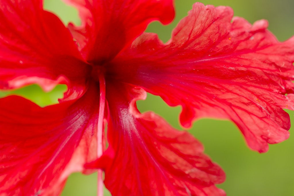 Detail of Tropical Flower, Costa Rica by Anonymous