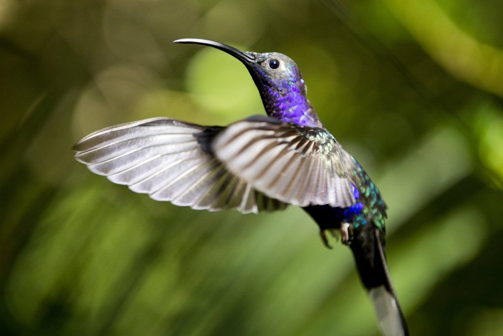 Detail of Hummingbird, Costa Rica by Anonymous