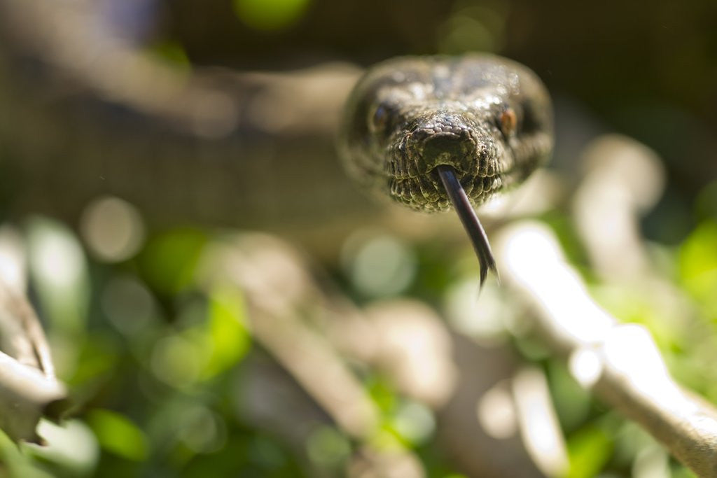 Detail of Boa Constrictor Snake, Costa Rica by Anonymous