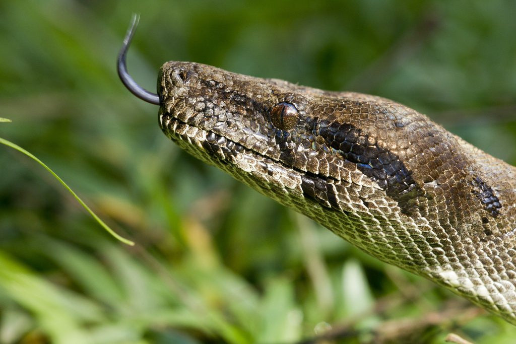 Detail of Boa Constrictor Snake, Costa Rica by Anonymous
