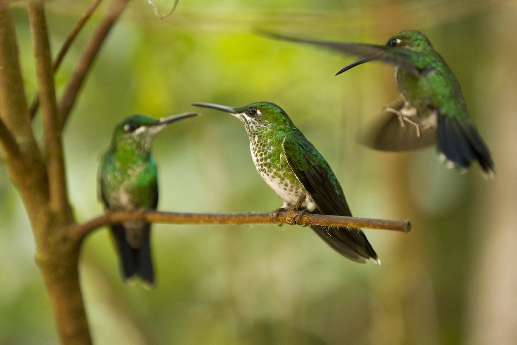 Detail of Hummingbirds, Costa Rica by Corbis