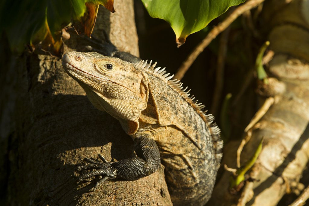 Black Iguana, Costa Rica by Corbis
