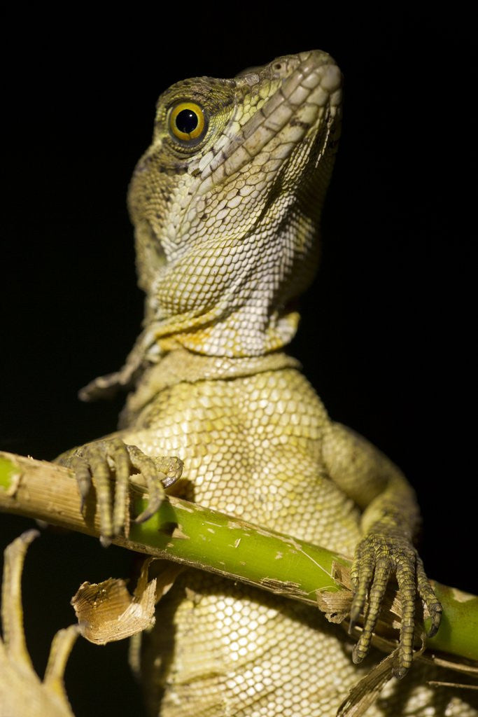 Detail of Jesus Lizard, Costa Rica by Anonymous