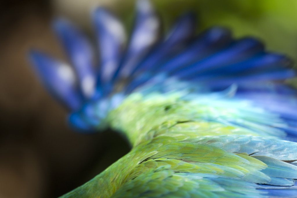 Detail of Green Macaw, Costa Rica by Corbis