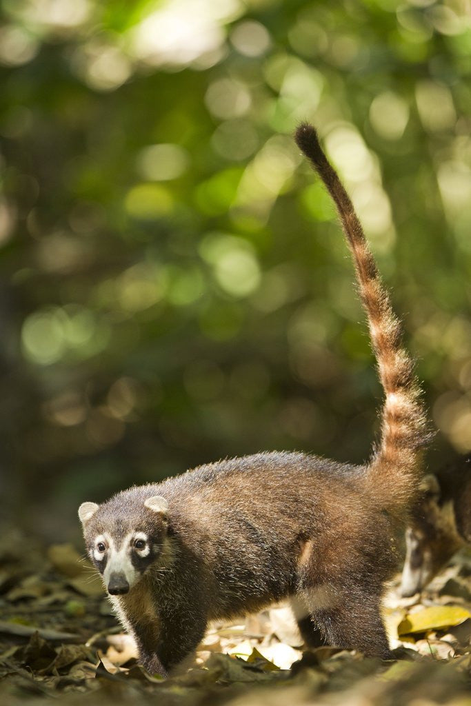 Detail of Coati, Costa Rica by Anonymous