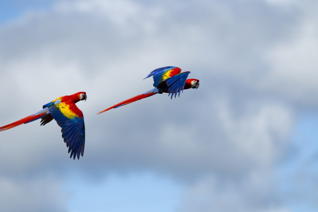 Detail of Scarlet Macaw, Costa Rica by Anonymous