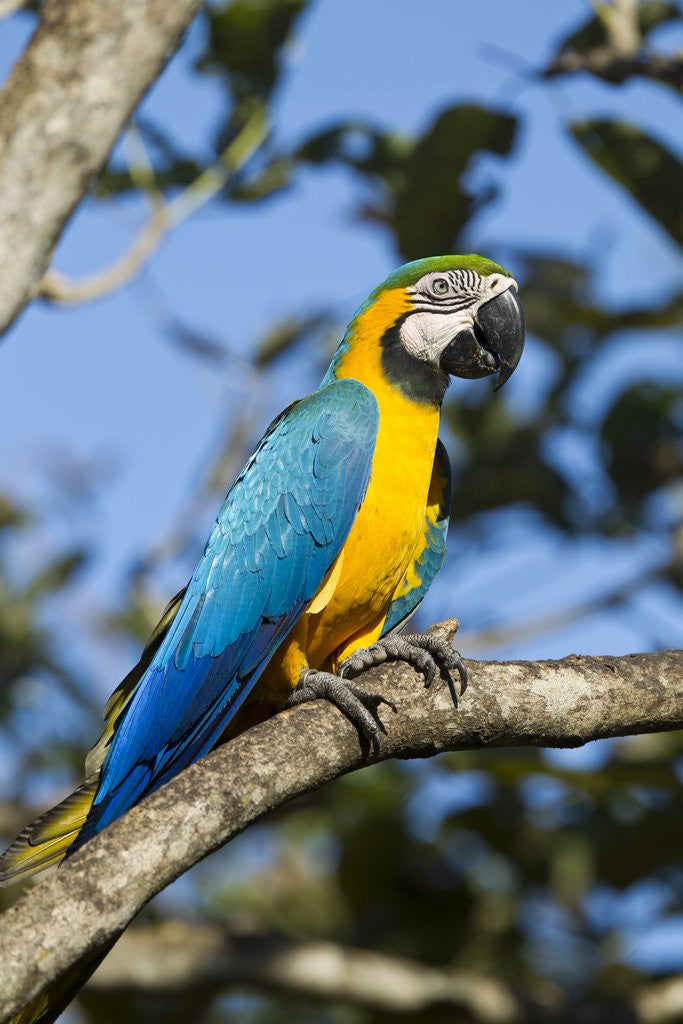 Detail of Green Macaw, Costa Rica by Corbis