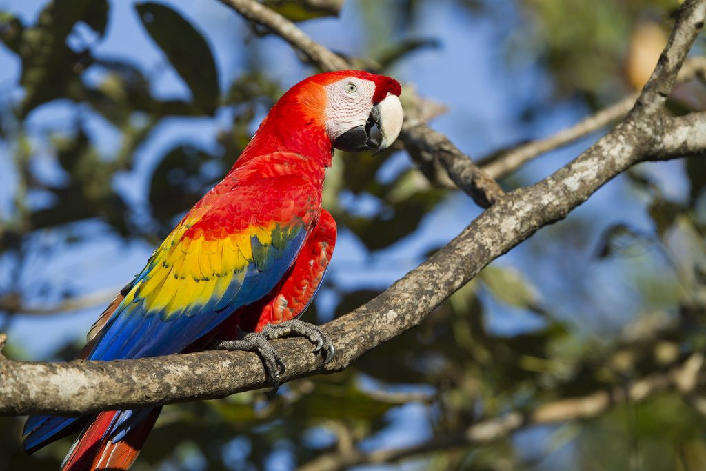 Scarlet Macaw, Costa Rica by Corbis