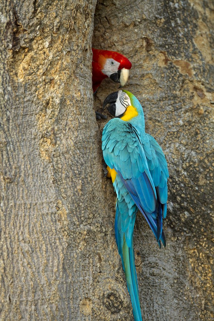 Detail of Blue and Gold Macaw with Scarlet Macaw, Costa Rica by Corbis
