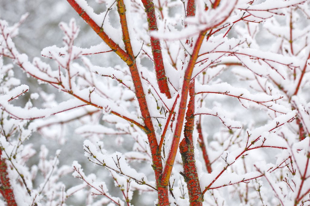 Detail of winter snow on tree. Willamette Valley, Oregon by Corbis