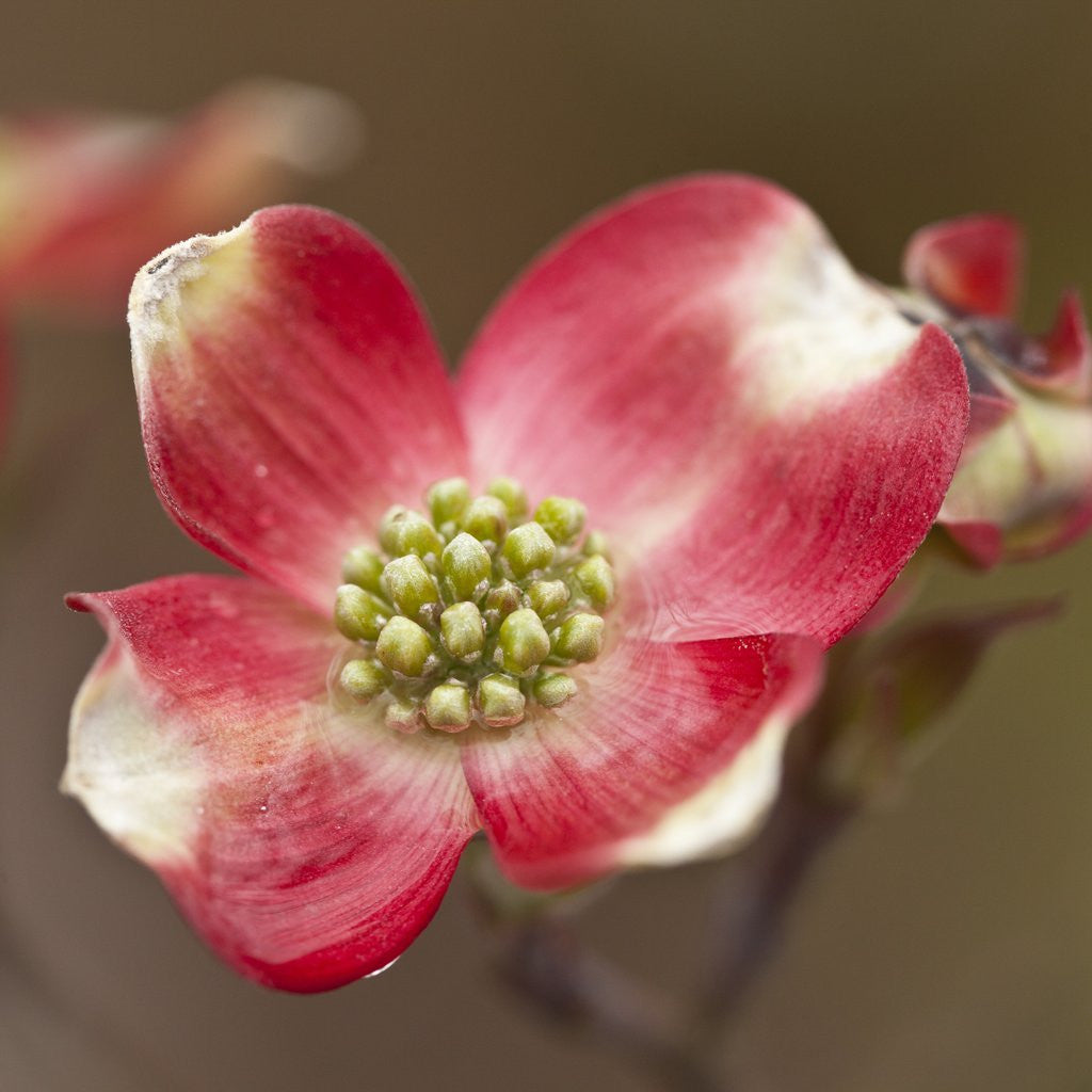 Detail of Spring, Dogwood Trees in Bloom by Anonymous