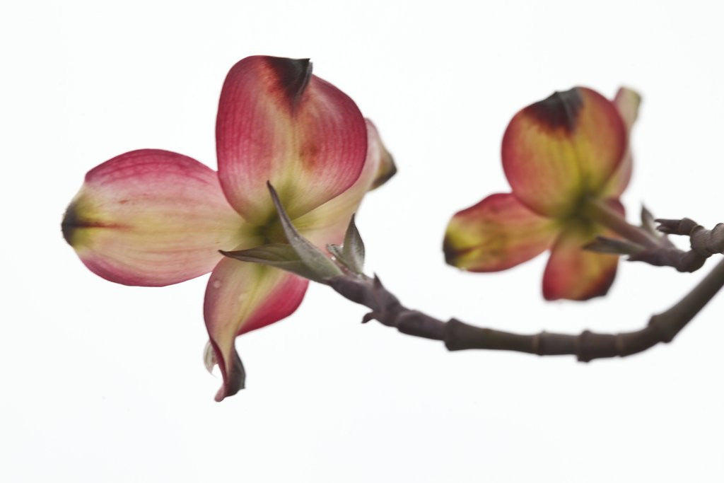 Detail of Spring, Dogwood Trees in Bloom by Anonymous